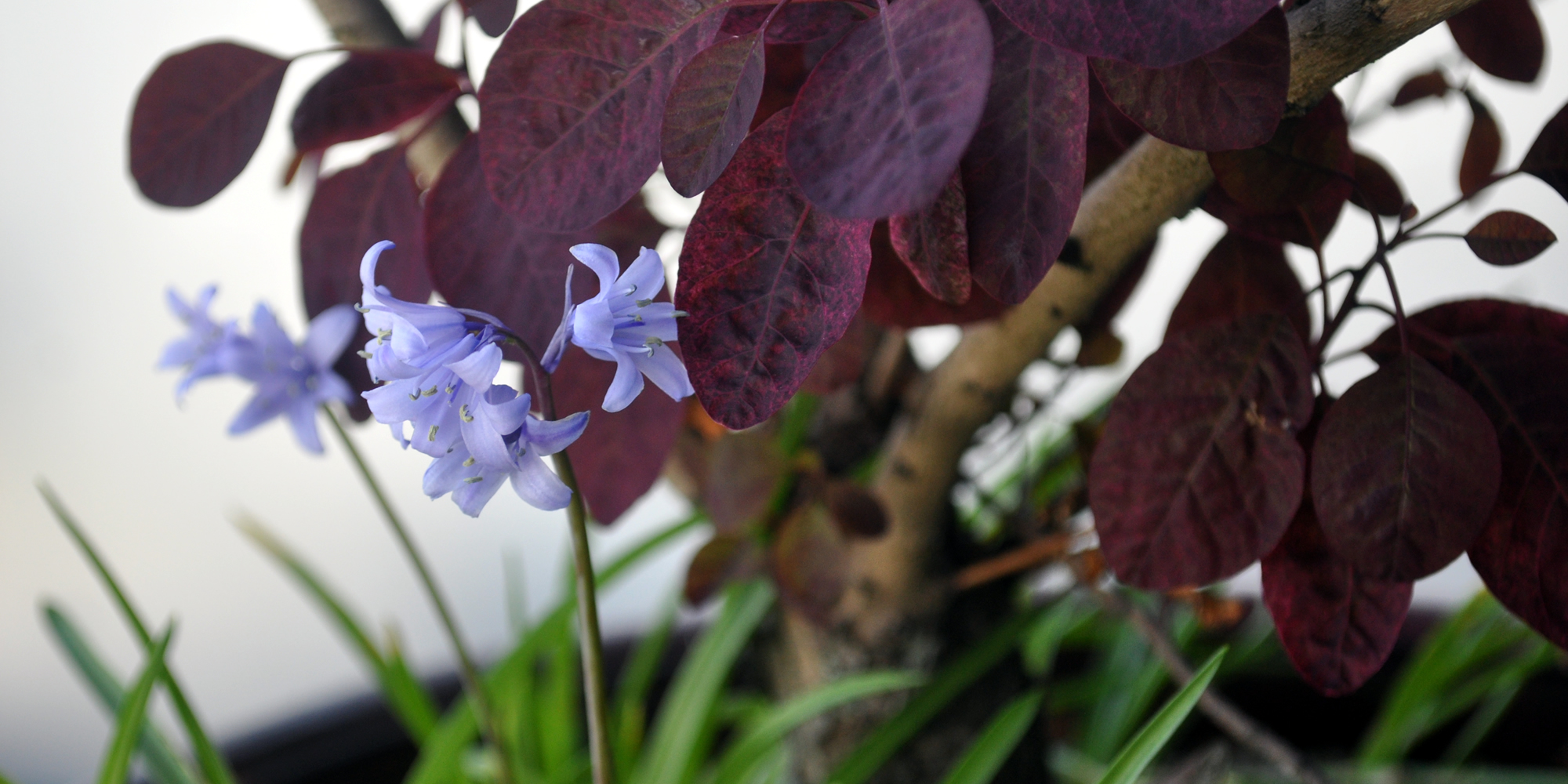 Photo: bluebells in a planter